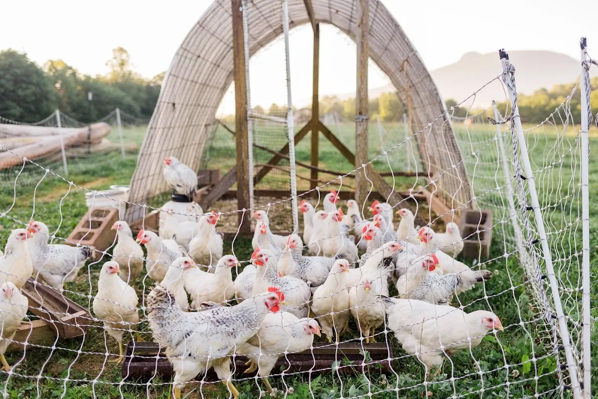 Intended Way Farm