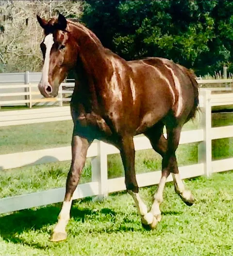 Flying Z Stables, Learn The Training Secrets of the Pros, Inc.