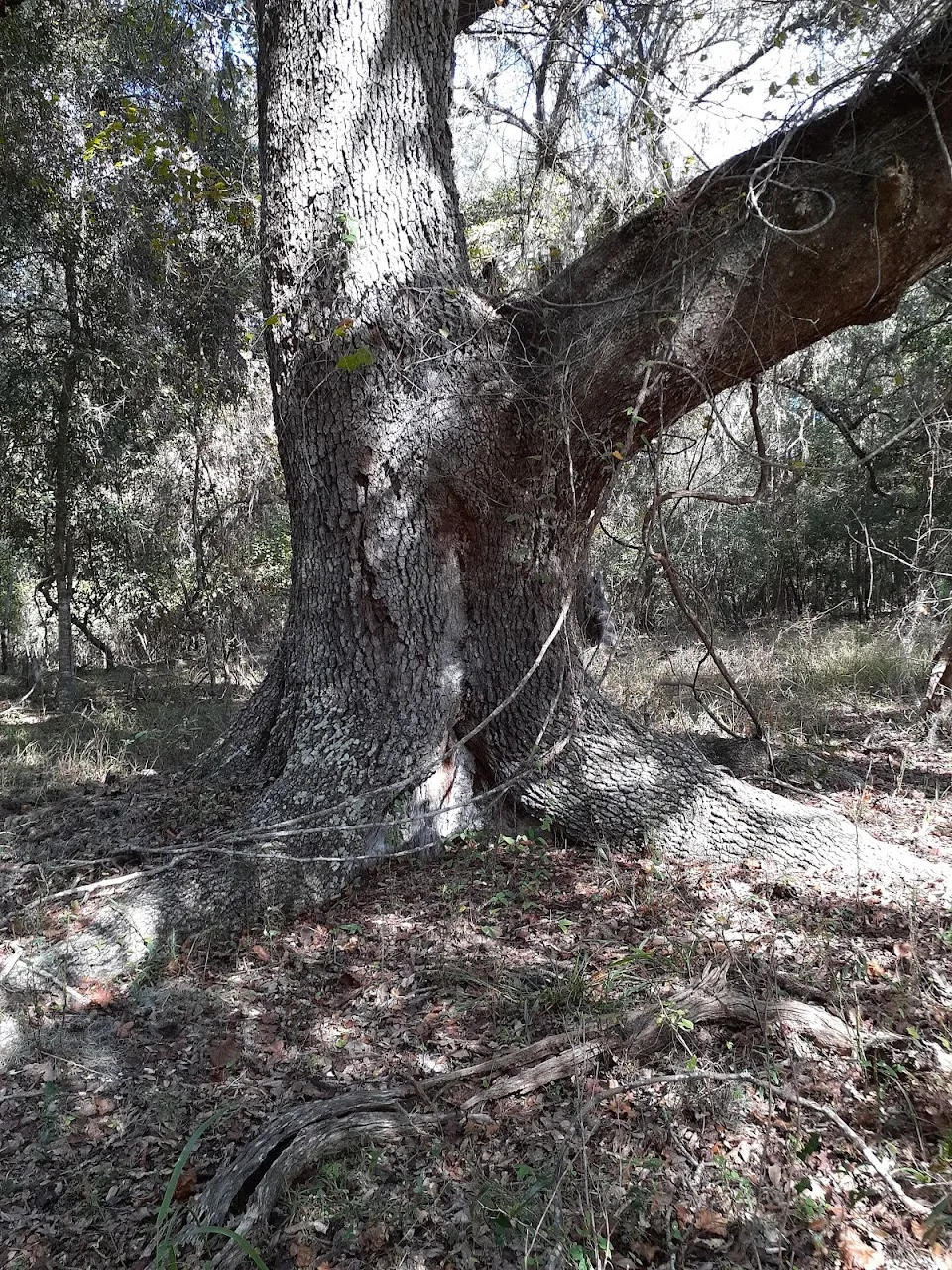 Perry Oldenburg Wildlife and Environmental Area