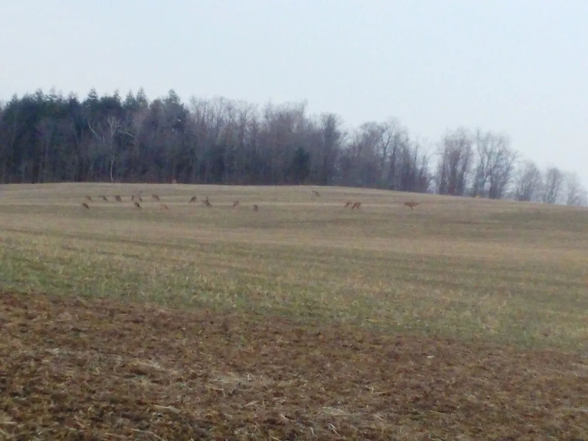 Cold Springs Farm