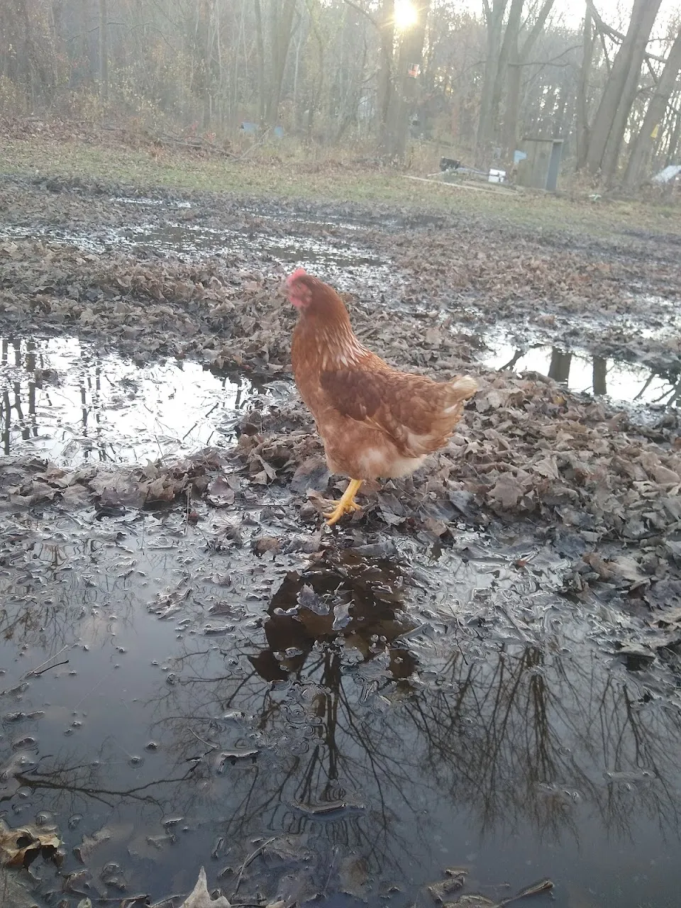 Gray Family Farm