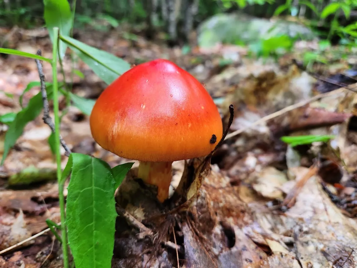 Fishersfield Park Trails
