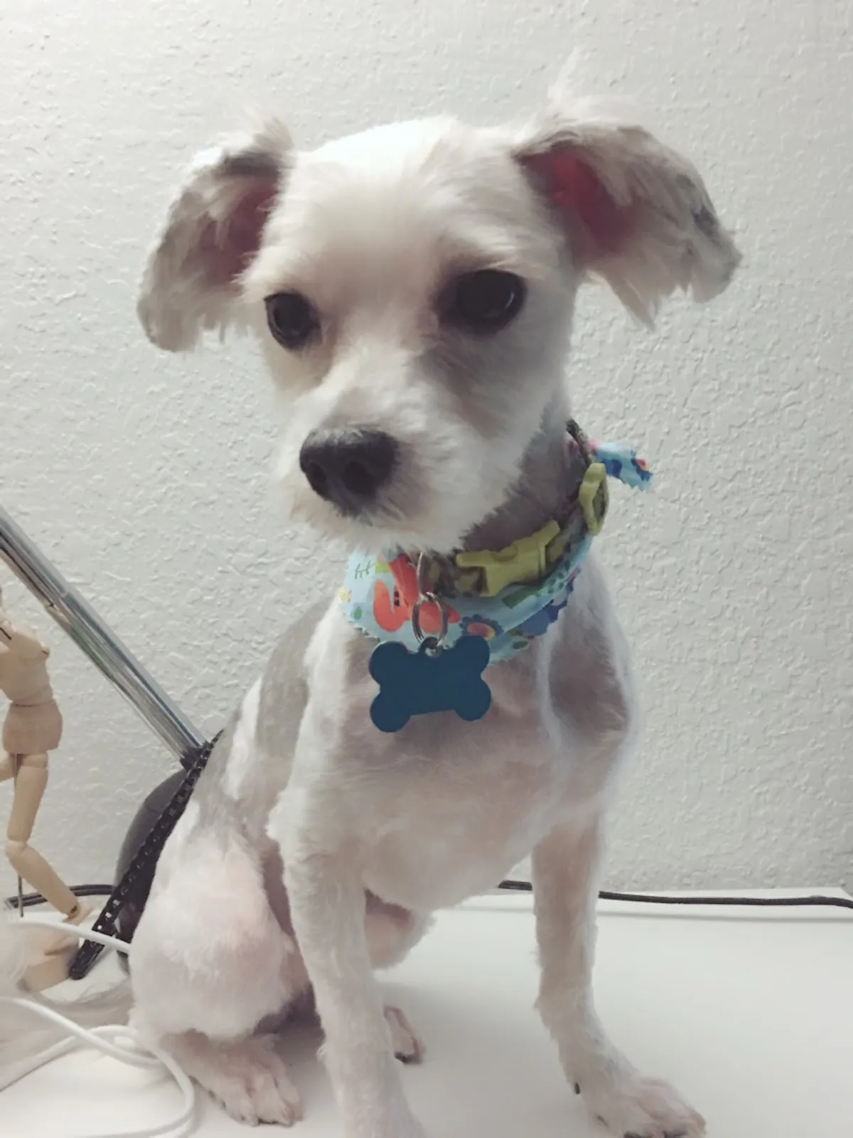Nature Coast Pet Spa