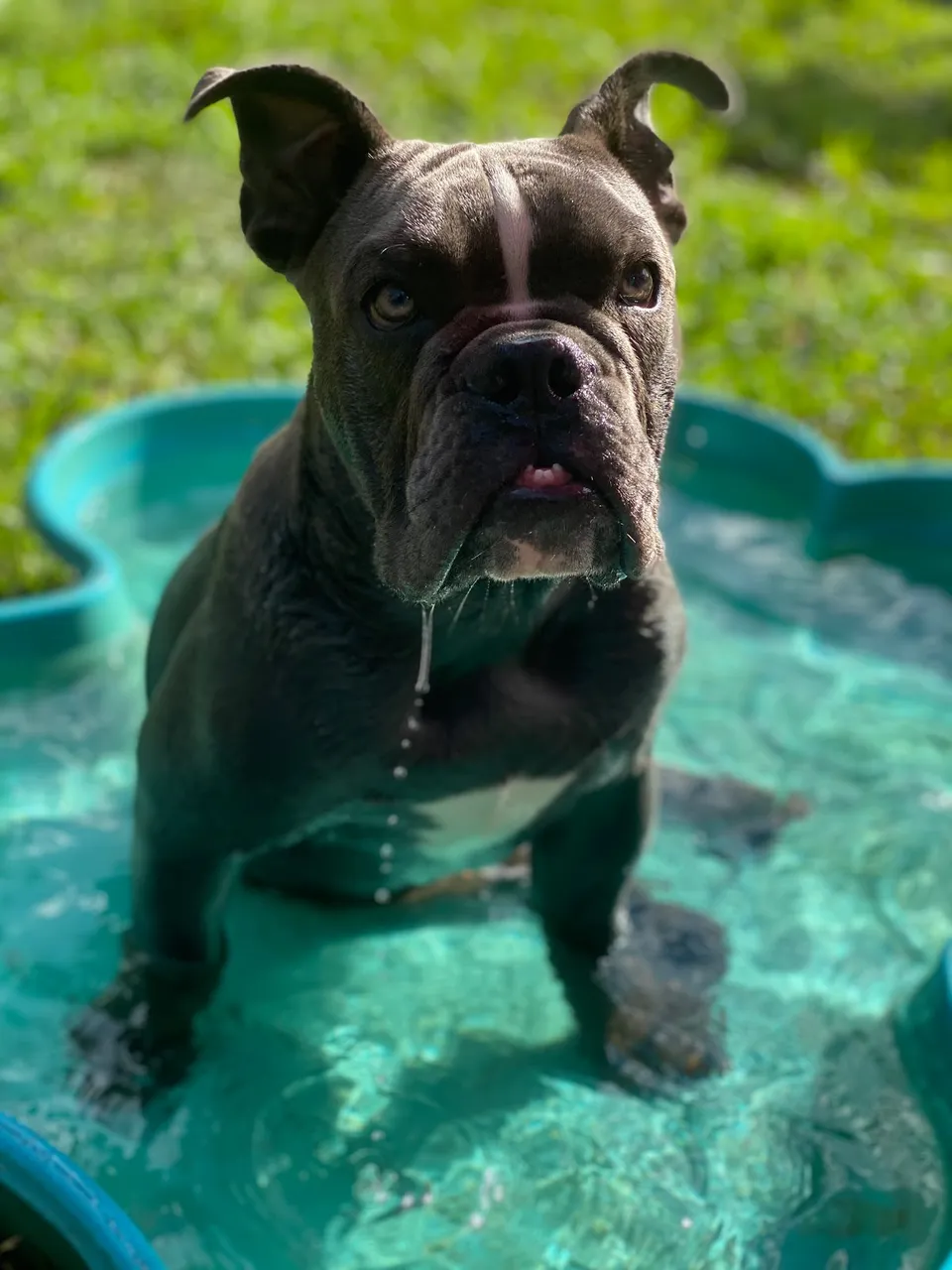 Dog Dayz Inn