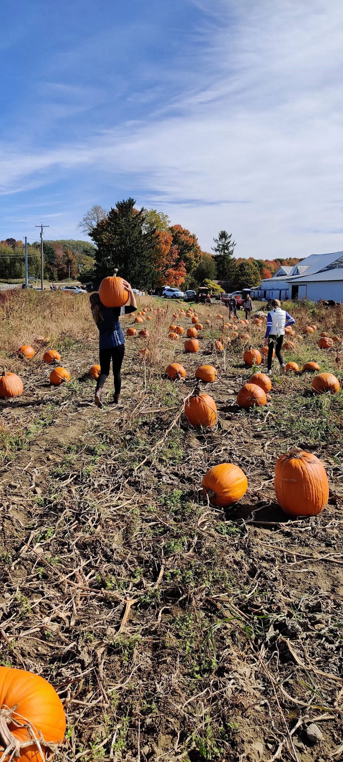 Parsons Farm
