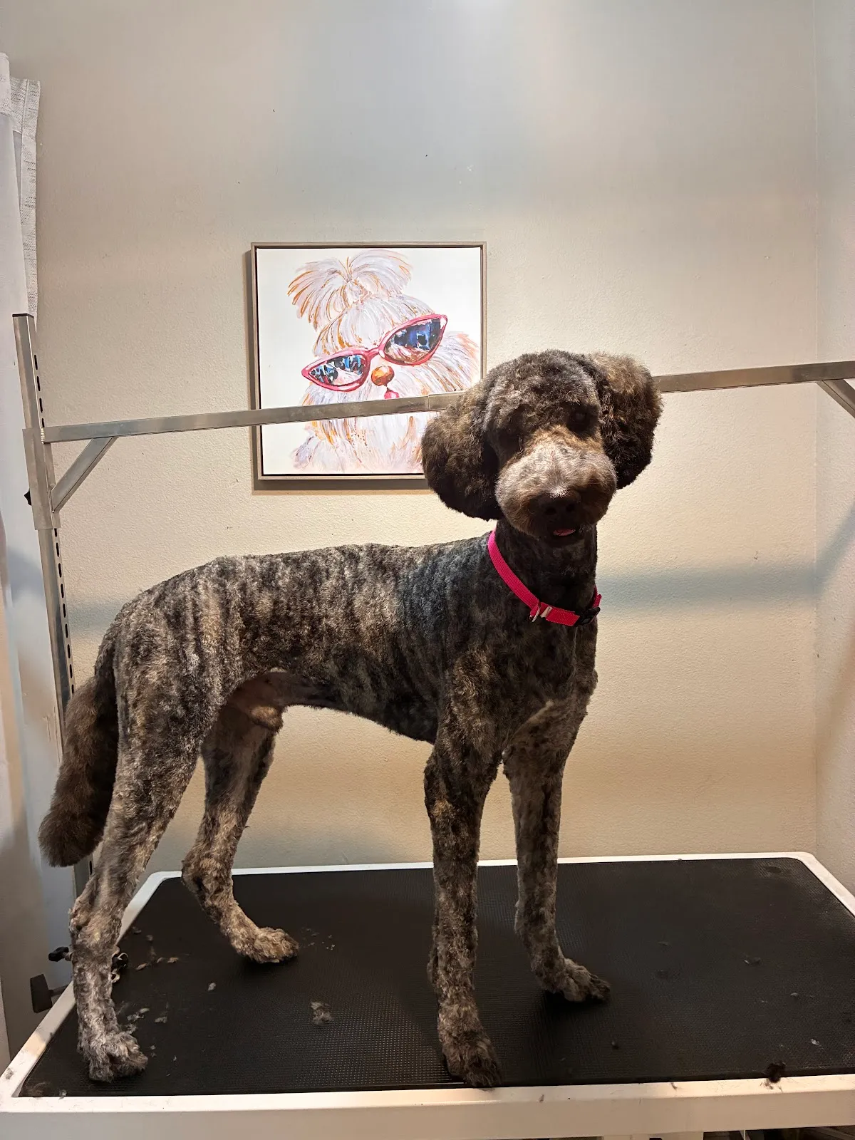 Fluffy Divine The Pet Spa