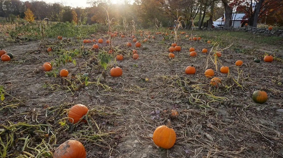 Wright Family Farm