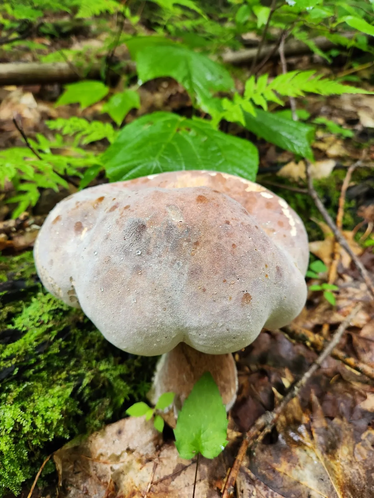 Fishersfield Park Trails