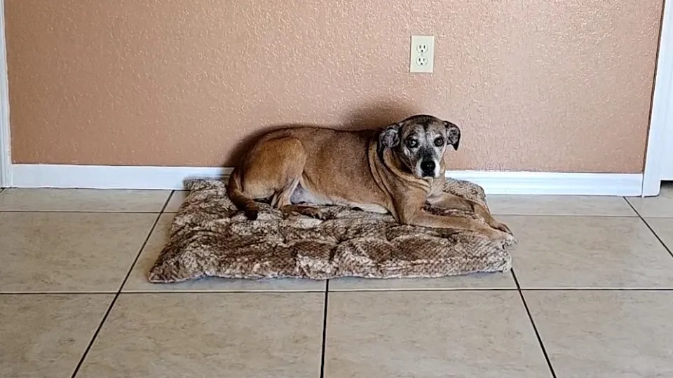 Remmi's World Pet Sitting