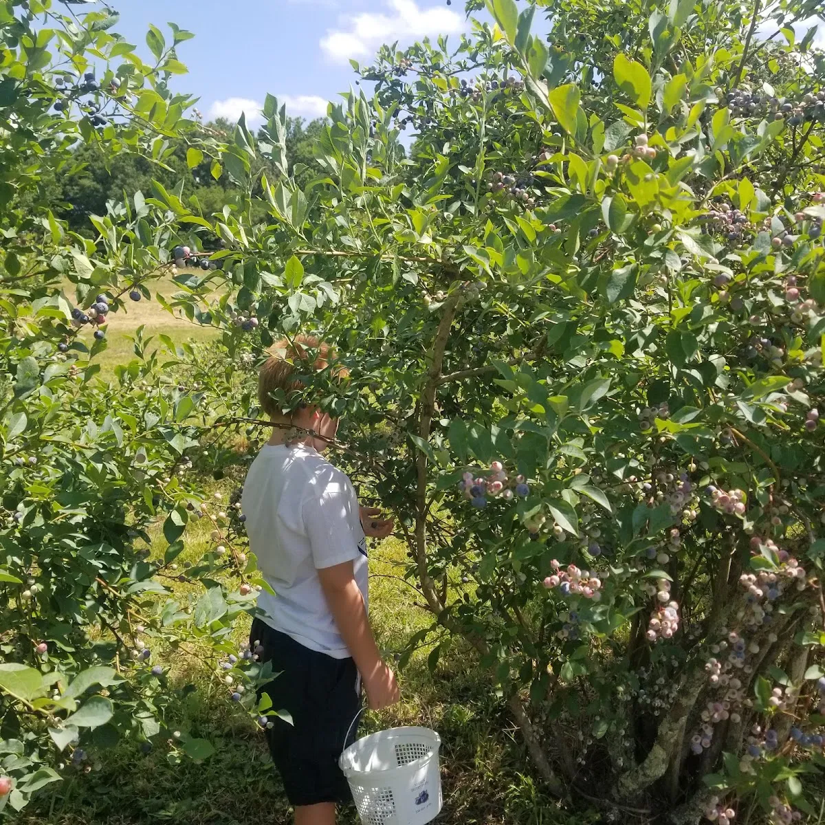Mabe's Berry Farm