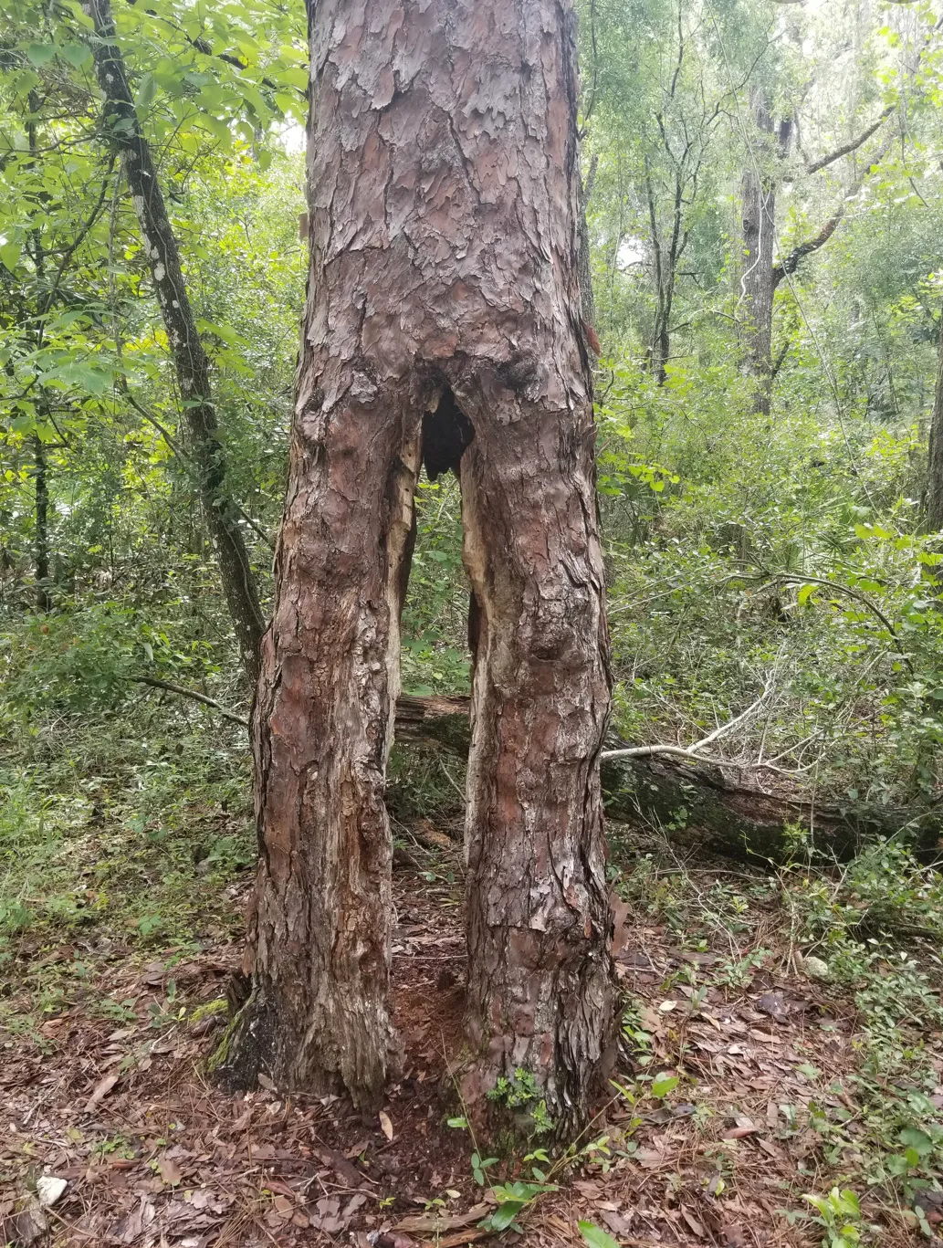 Cypress Glen Campground Withlacoochee State Forest