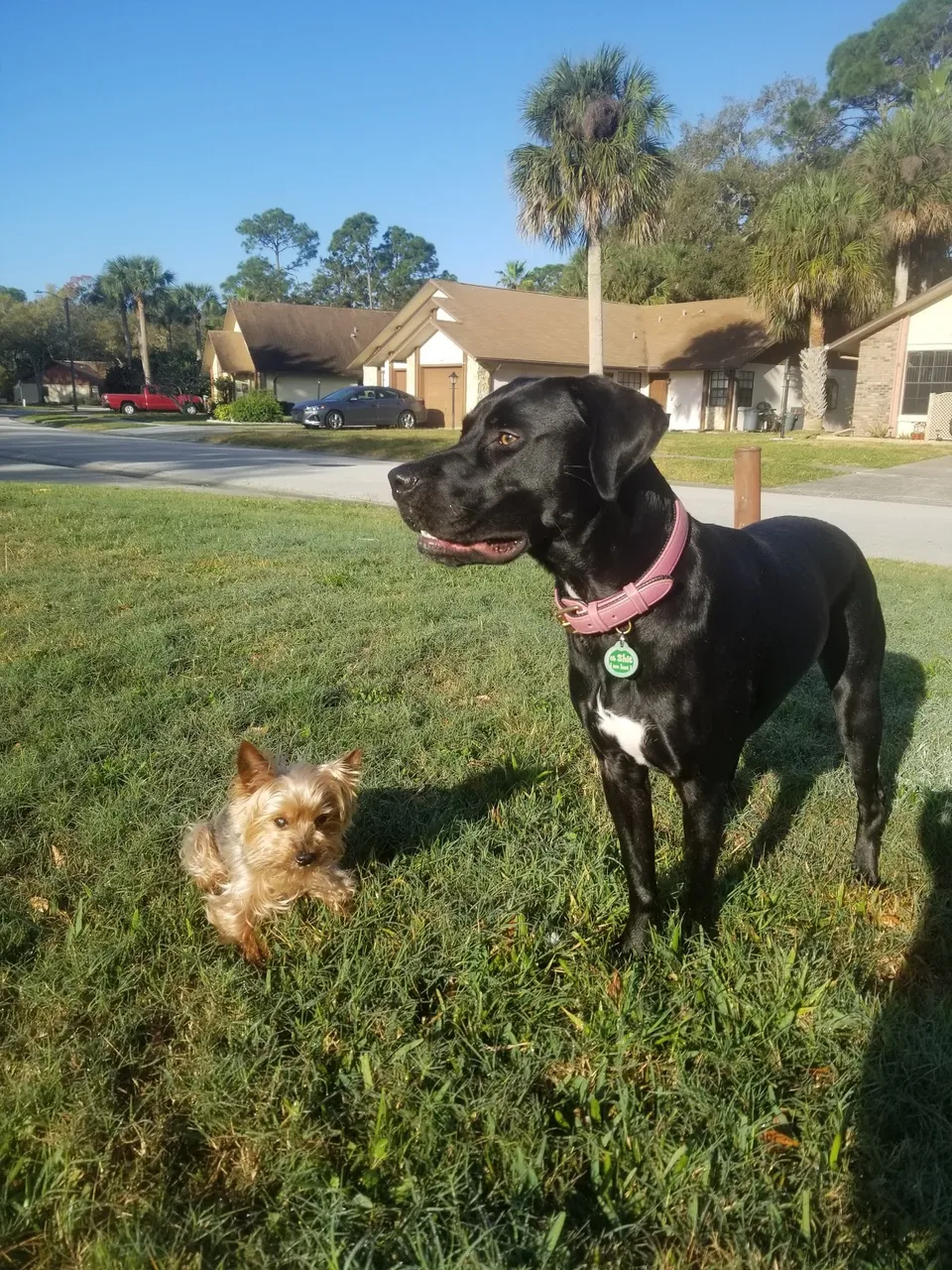 VIP Pet Resort