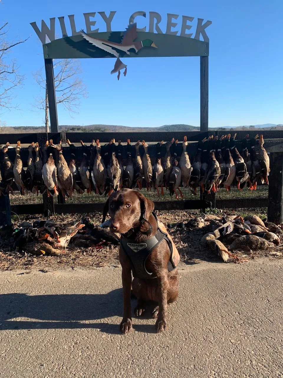 Wiley Creek Duck Preserve