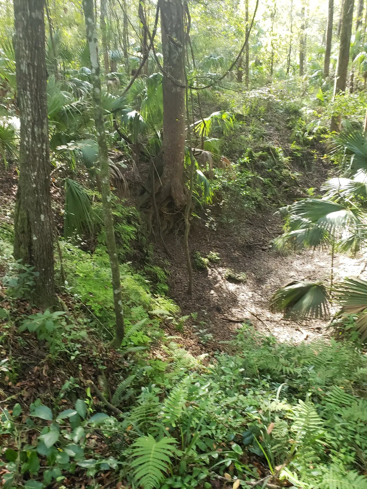 Annutteliga Hammock Trailhead