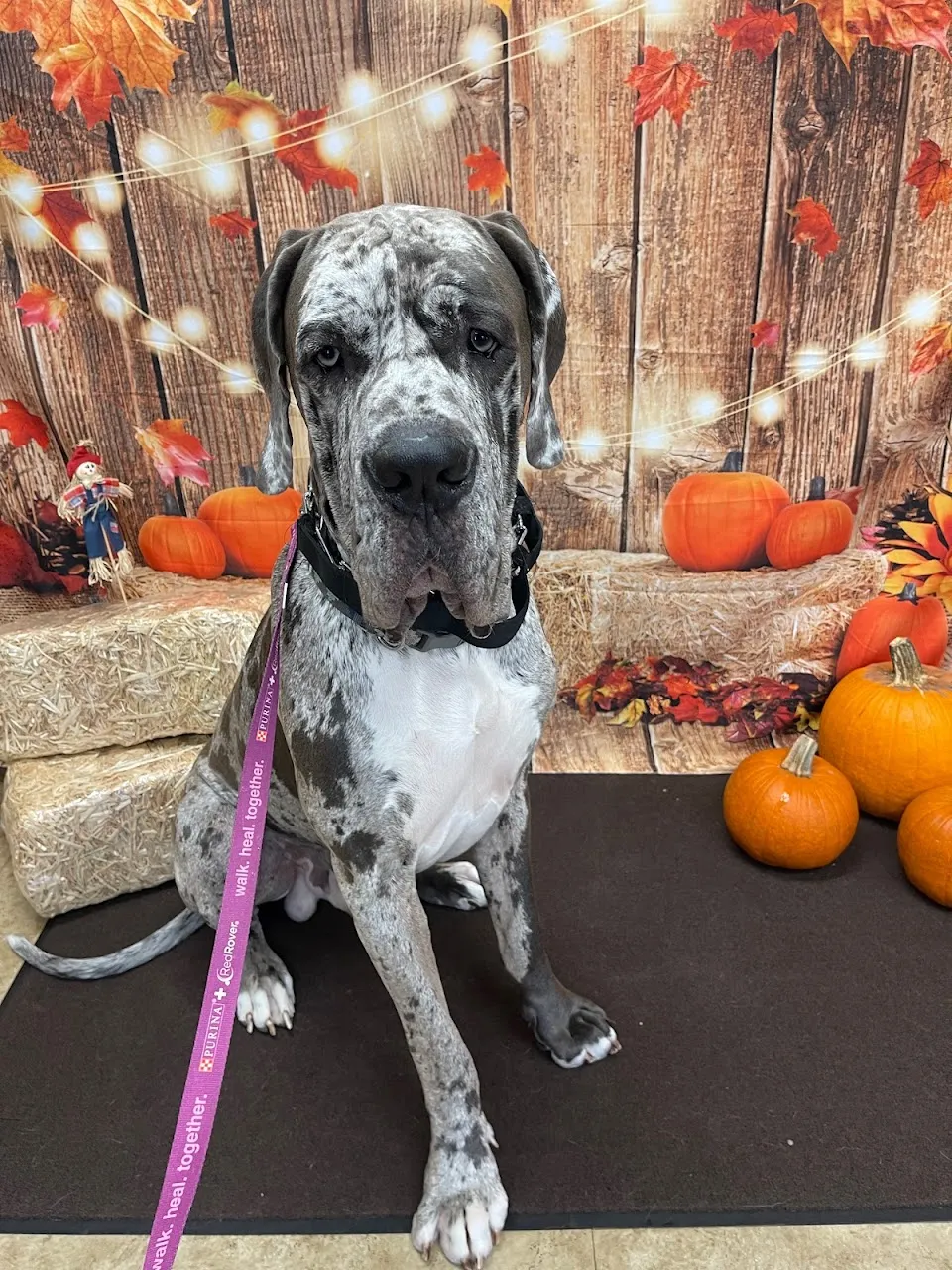 Bayshore Animal Hospital Port Orange