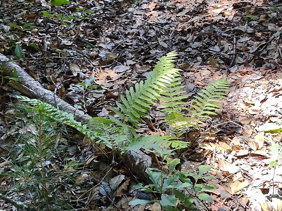 Oakbrook Nature Trail