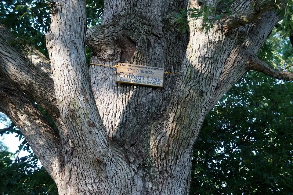 Stadium Woods