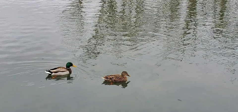 Virginia Tech Commuter Parking-Duck Pond Lot