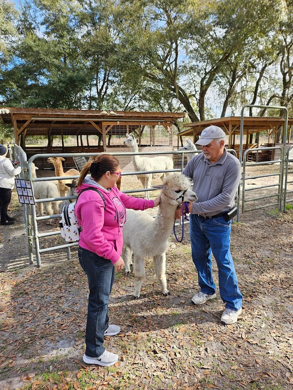 Guardian Angel Alpaca Llama Ranch