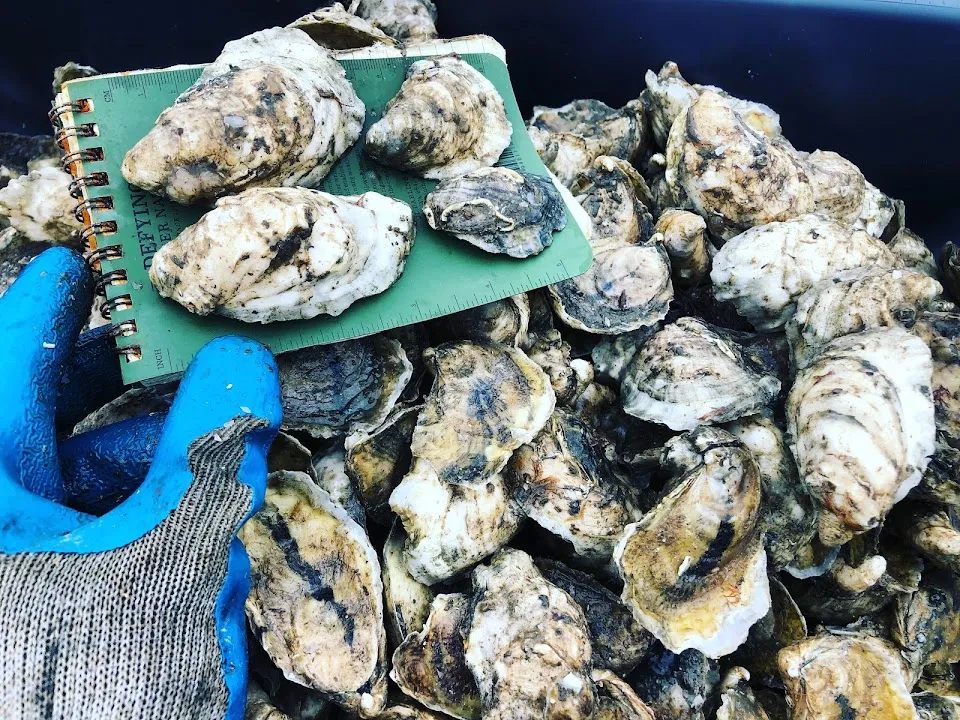 Indian River Oyster Company (IROC Oysters)