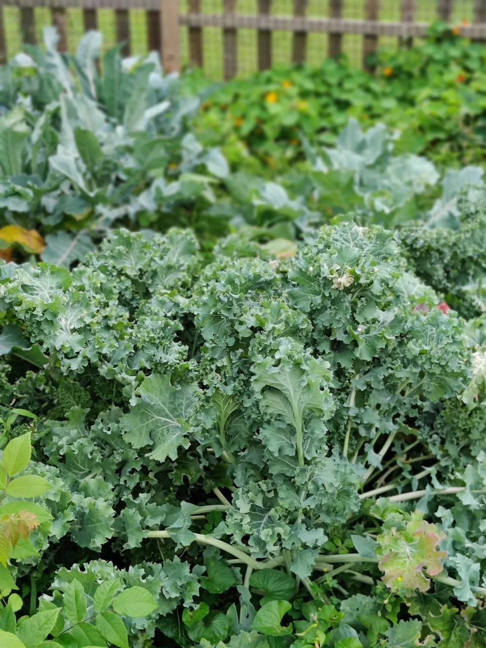 Wong Park Community Garden