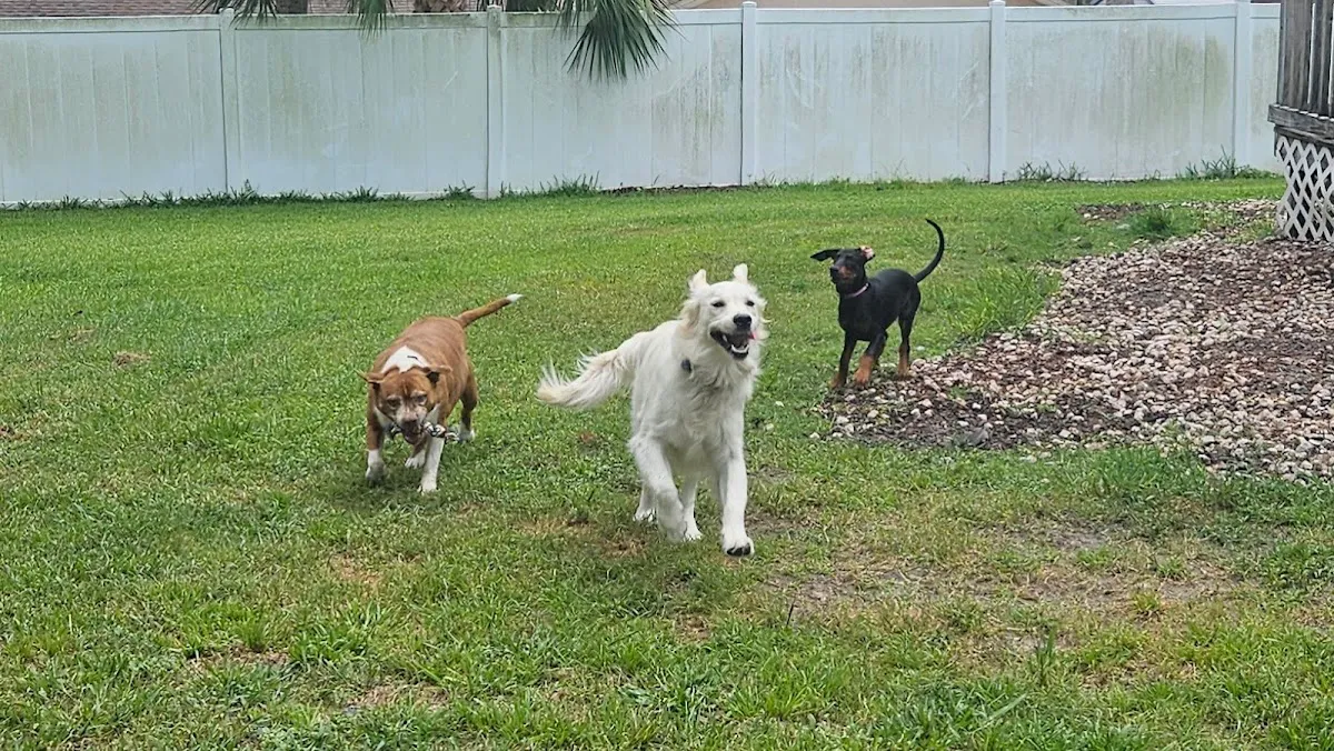 Remmi's World Pet Sitting