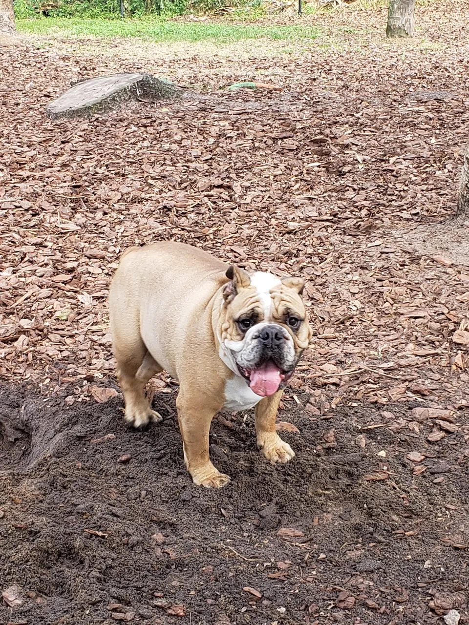 Seemor Memorial Park (Dog Park)