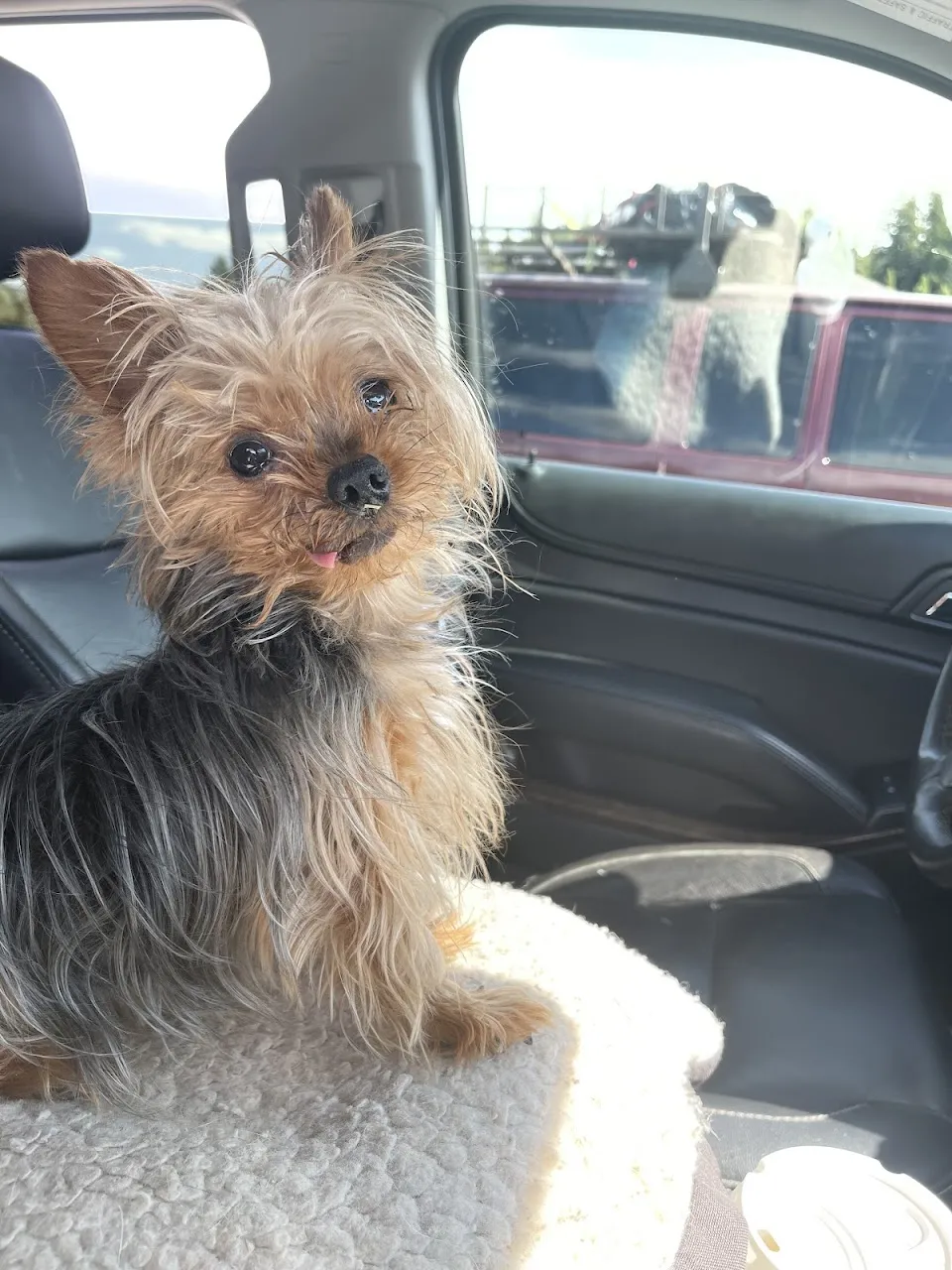 Animal Emergency Hospital of the Pee Dee