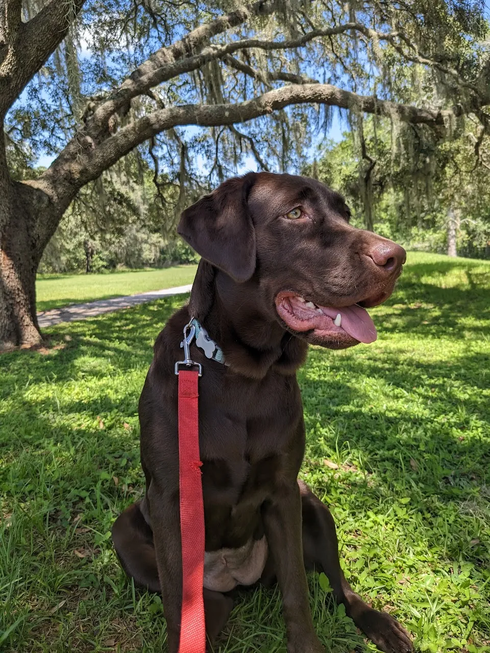 Nala's Ranch: Dog Boarding & Training