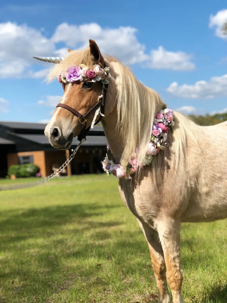 Divinity Stables