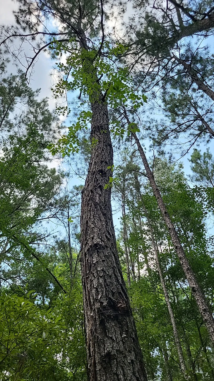 Lake Moultrie Passage Trailhead