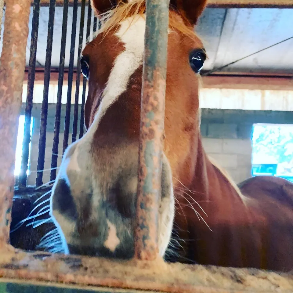 Legacy Farms LLC