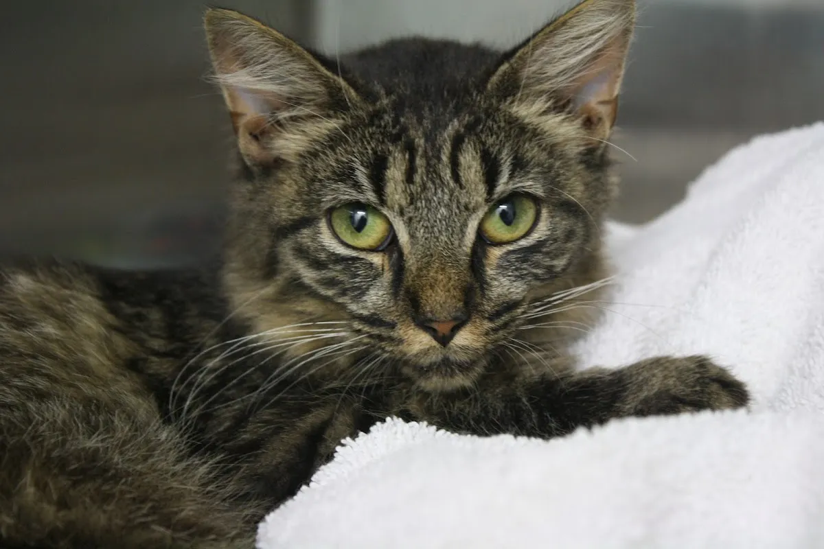 Kind Animal Care