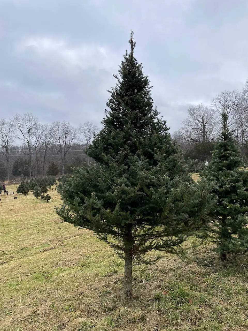Pine View Farm