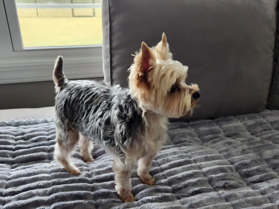 Woof Gang Bakery & Grooming Summerville