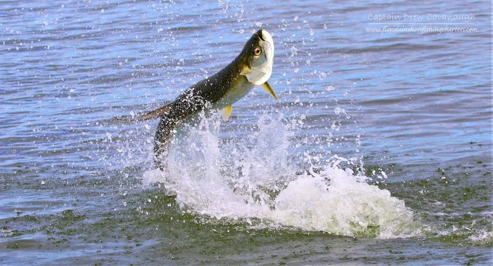 Florida Inshore Fishing Charters