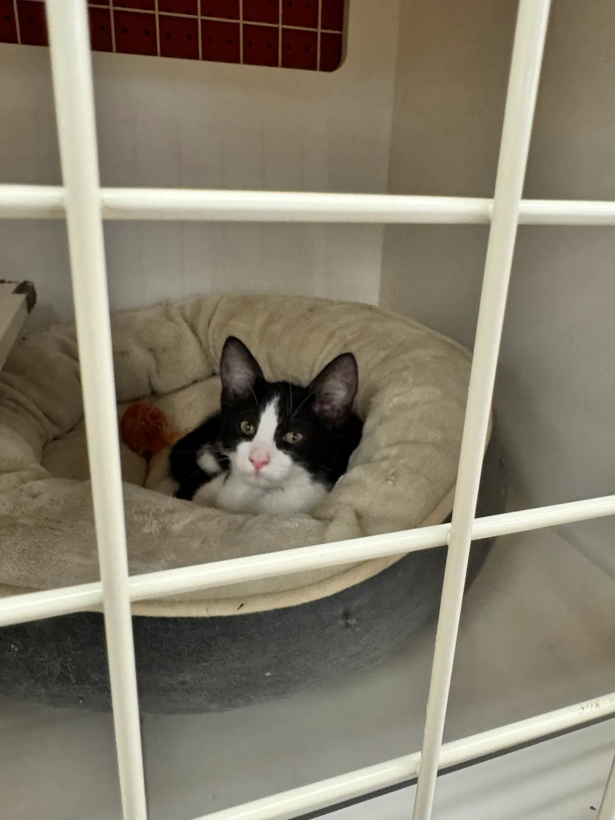 Petco
