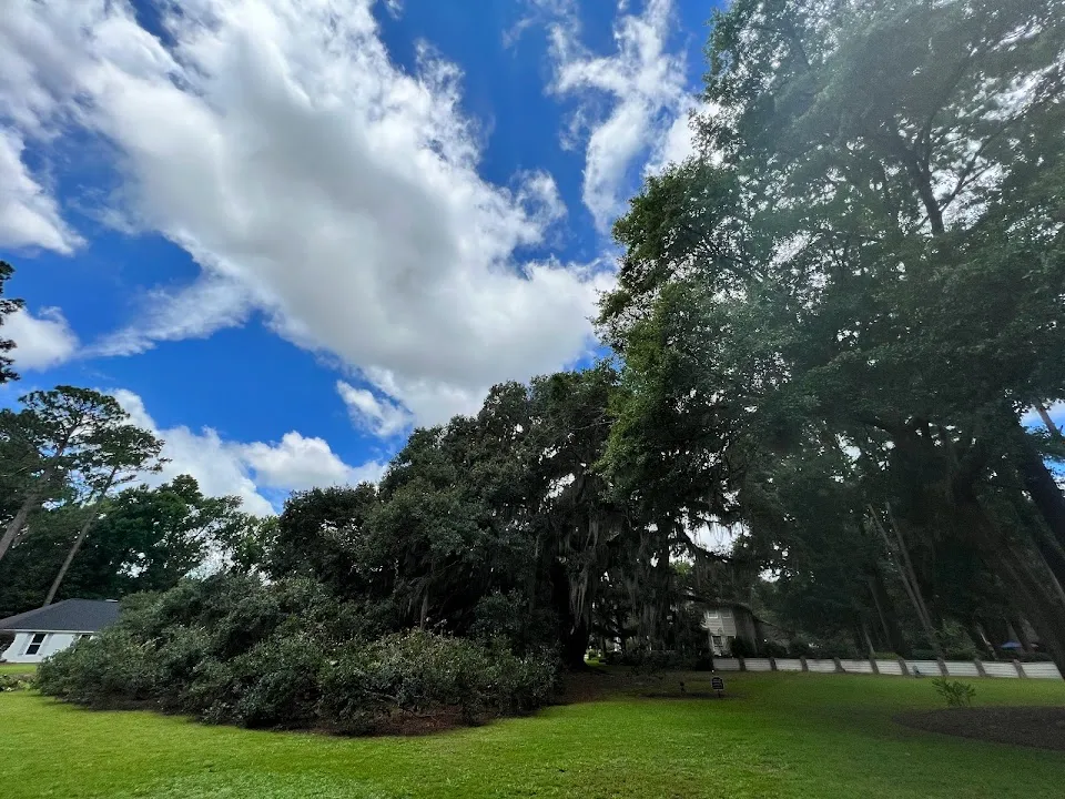 The Majestic Oak Tree