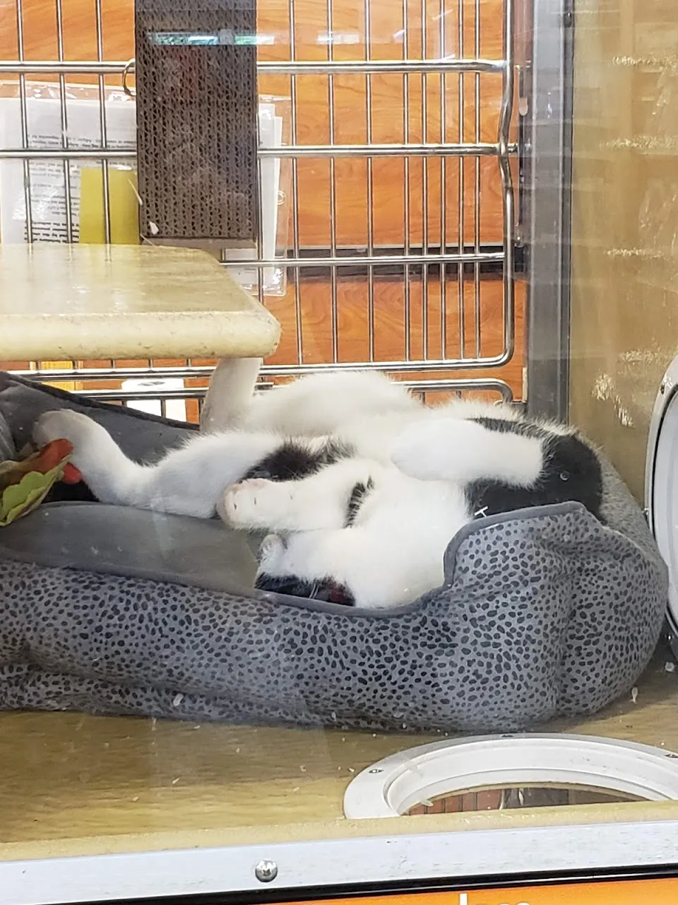 PetSmart