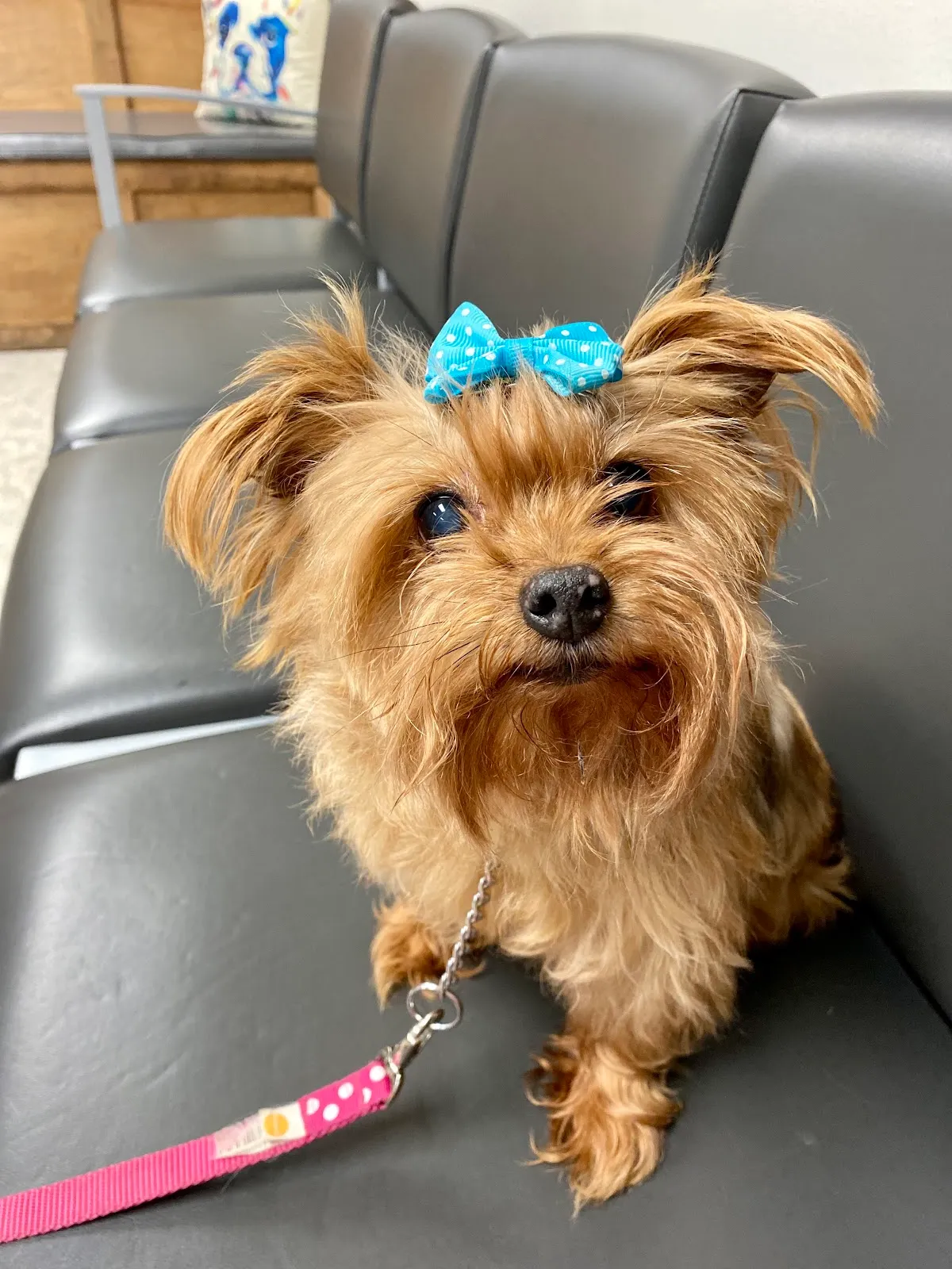 Southern Paws Animal Medical Center