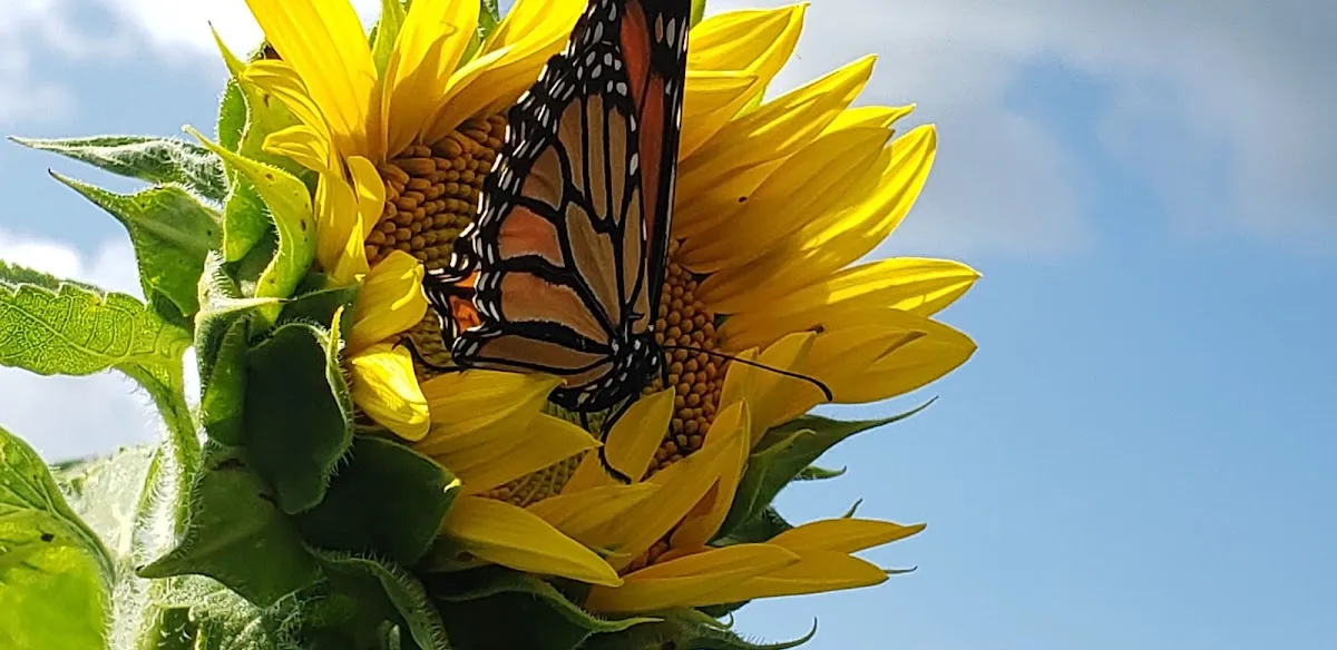 Sunflower Valley Farm