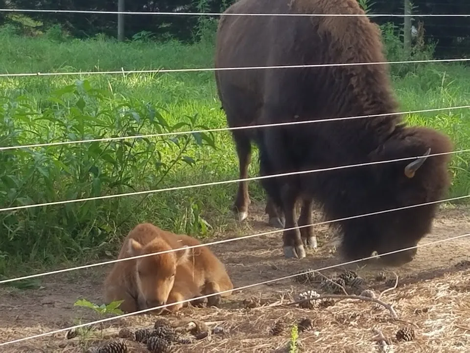 Bison Trail RV Park/Piedmont Bison Ranch