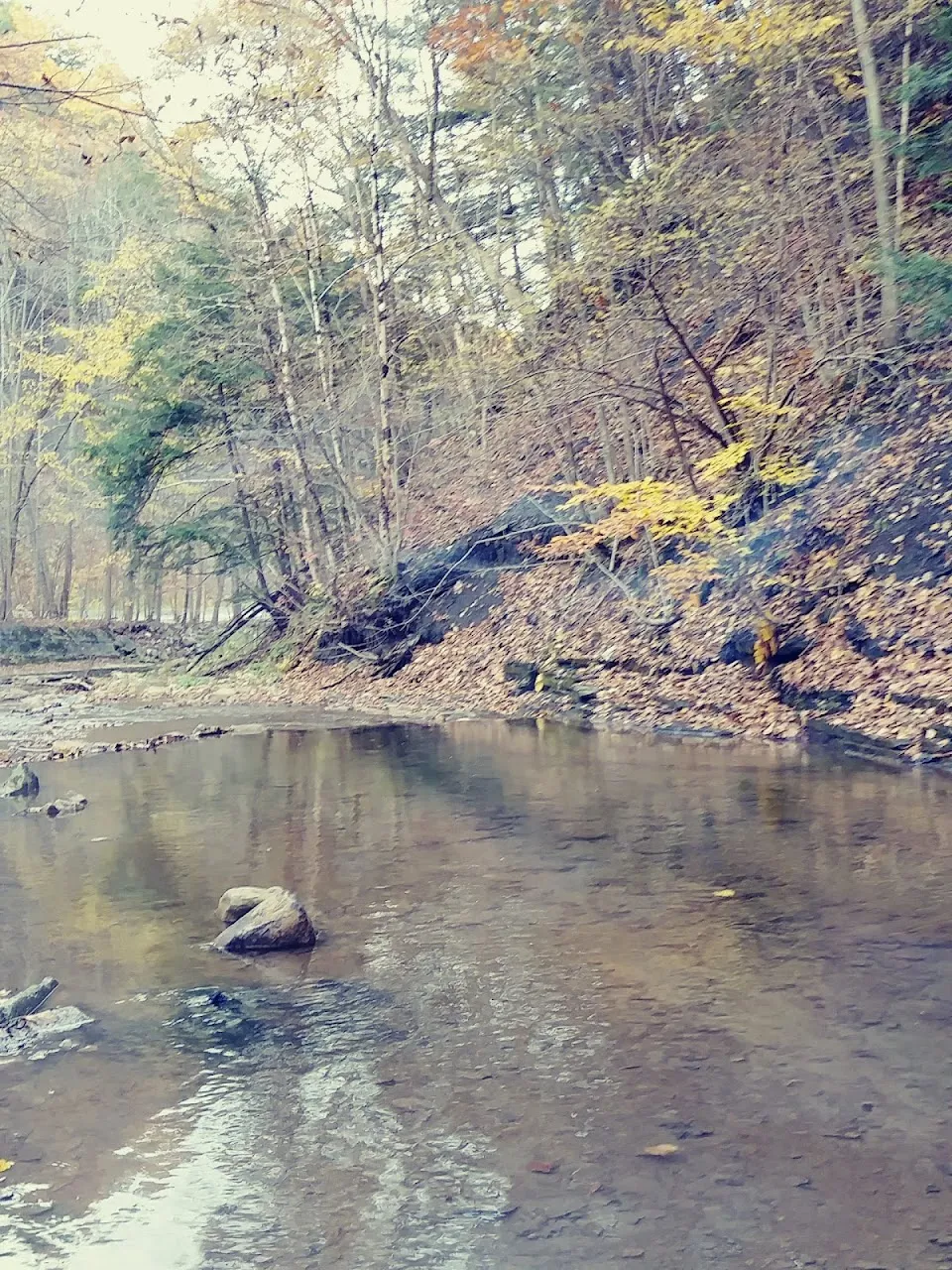 Steele Creek Fishing Access Site NYS DEC