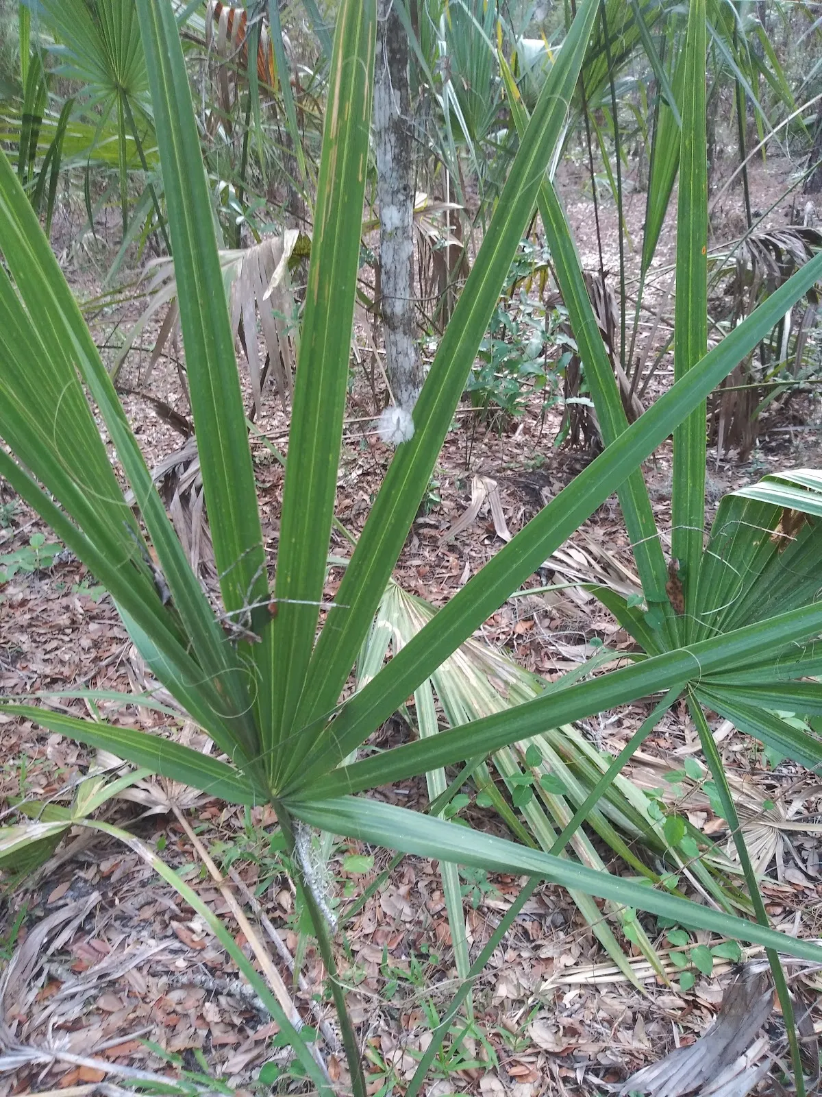 Annutteliga Hammock Trailhead