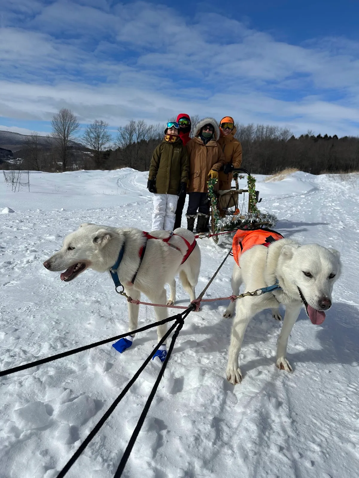 Run By Dogs