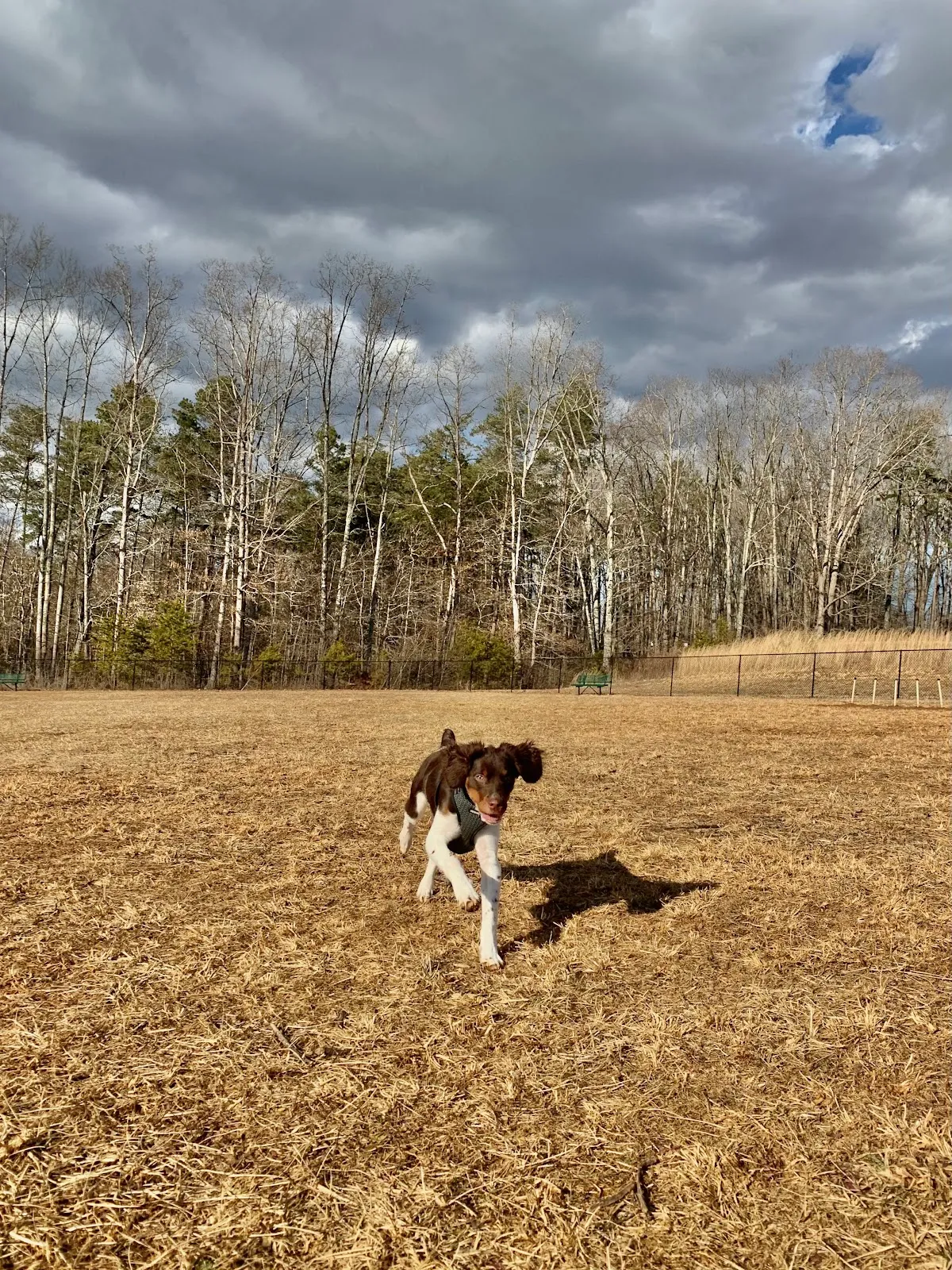 King Dog Park