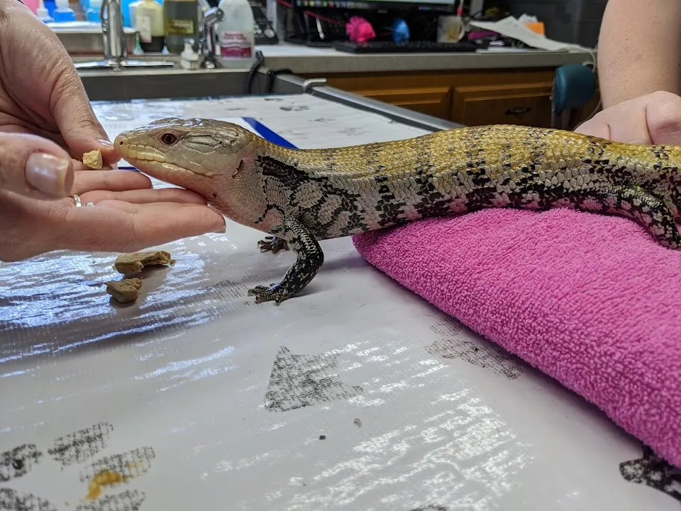 Indian River Animal Clinic