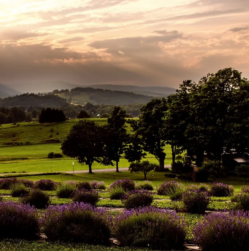 Slate Hill Lavender Farm