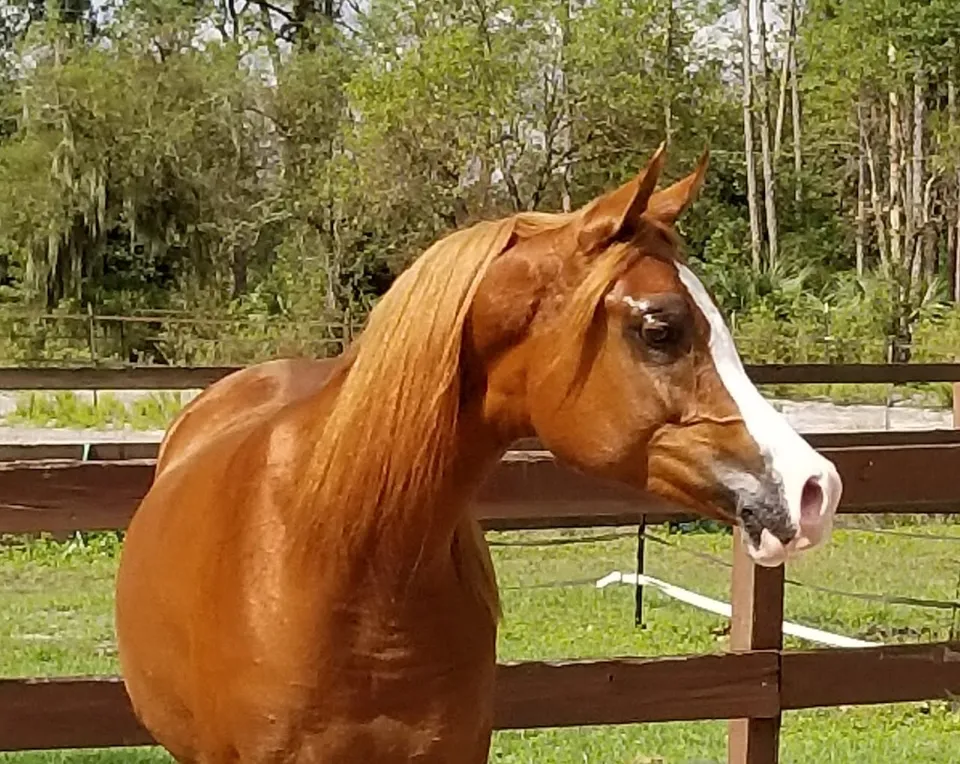 Sunday Best Farm Arabians LLC