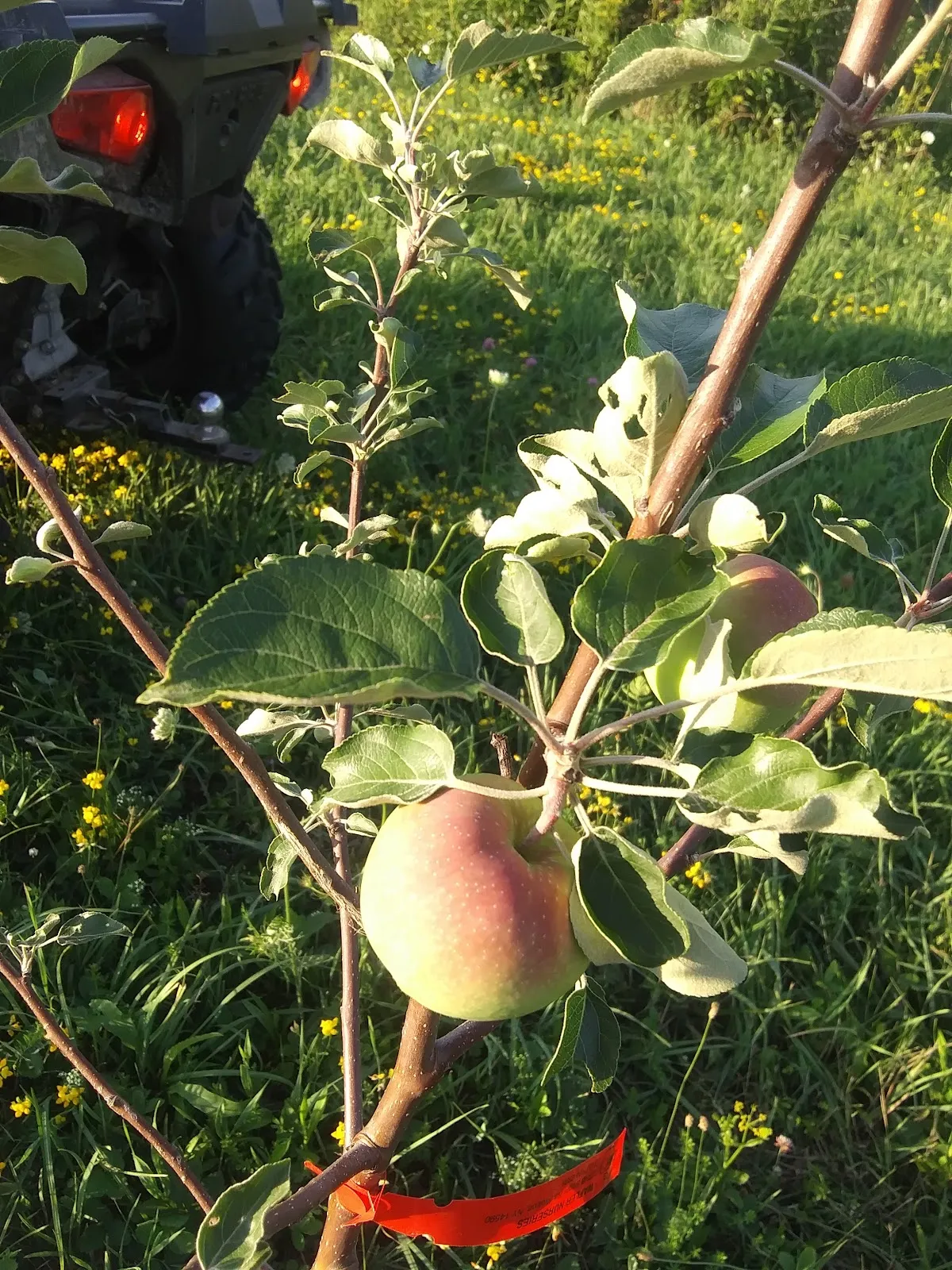 Blue Star Farm & Cidery